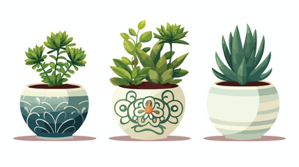 A set of ceramic plant pots with lush green succule