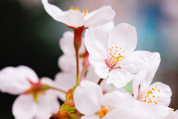 Obraz premium Elegant Cherry Blossoms Blooming in Springtime Serenity, Japan