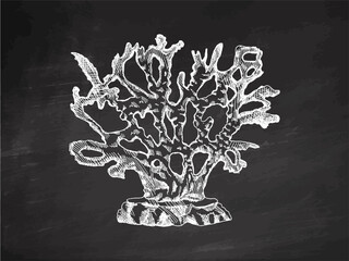 Hand-drawn coral sketch. Underwater tropical reef element. Vector engraved illustrations isolated on chalkboard background.