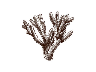 Hand-drawn coral sketch. Underwater tropical reef element. Vector engraved illustrations isolated on white background.