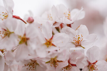 Fototapeta na wymiar Elegant Cherry Blossoms Blooming in Springtime Serenity, Japan