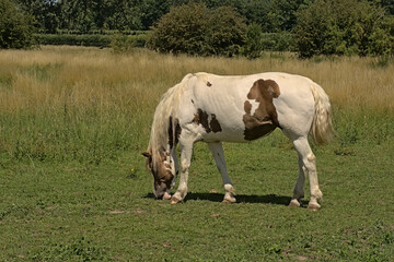 Obraz na płótnie Canvas Grazing white horse in the sun in a meadow in nature