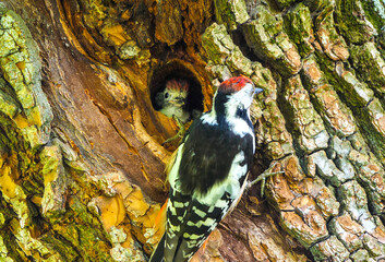 A woodpecker is feeding its chick. 
An exciting spectacle. A helpless chick receives food from its...