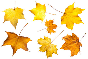 Naklejka na ściany i meble Collection of autumn maple yellow real leaves isolated on transparent background