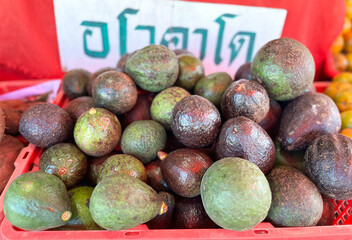 Avocado, Chiang mai Thailand