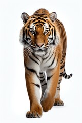 A tiger strides confidently across a stark white background, showcasing its powerful presence and distinctive stripes.