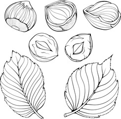 Set with whole and half hazelnuts with leaves. Peeled kernel and in shell. Vector illustration in hand drawn sketch doodle style. Line art diet snack isolated on white. Design for coloring book, print