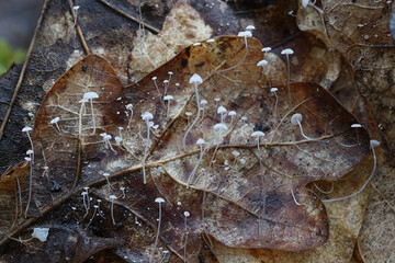 Mycena mucor, a bonnet mushroom growing on oak leaves, wild mushroom from Finland