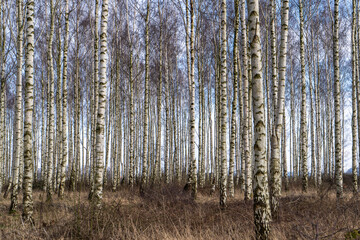 Birch forest south of Höganäs in Skåne, Sweden.