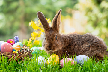 easter bunny and easter eggs background - 756445383