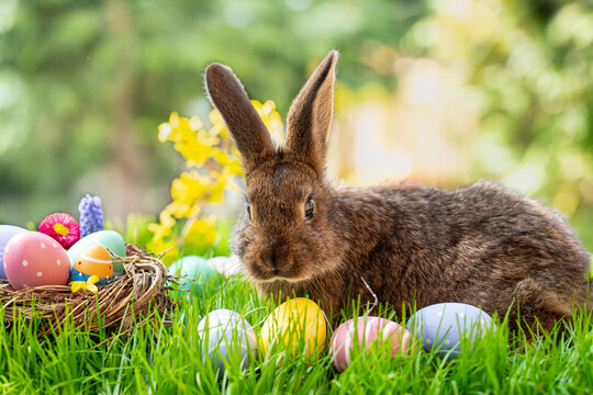 easter bunny and easter eggs background