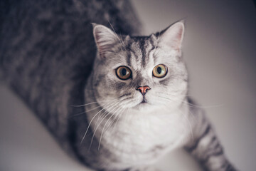 Close up british shorthair cat portrait looking shocked or surprised on dark background with copy space. Veterinarian clinic advertising.