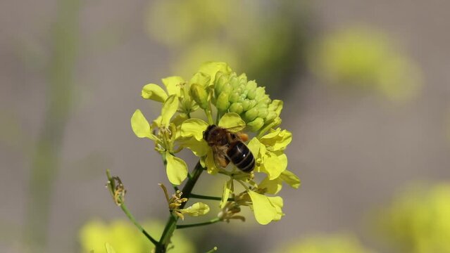Abeja europea, apis mellifera, con la lengua fuera luchando para recolectar nectar y polen durante fuerte ventisca, Espa&ntilde;a