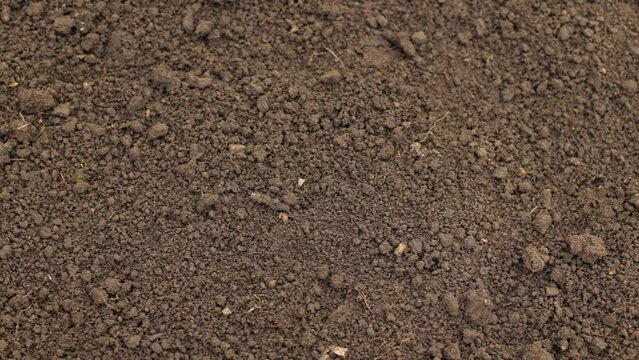 Black soil is ready for seedlings. Brown soil in the homestead. Close-up of land in the garden, spring preparation for gardening. Good and clean moist soil in the greenhouse