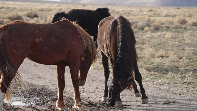 Wild horse smelling manure in the Utah desert and flinching.
