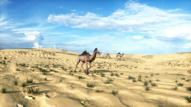 Camel walking in desert. Realistic 4k animation.