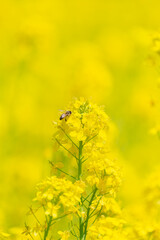 菜の花に留まるミツバチ