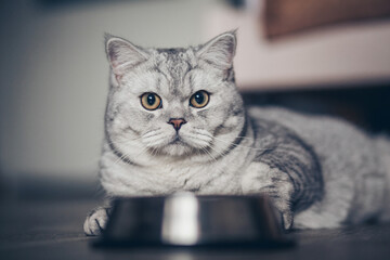 Fat beautiful little grey tabby kitten sitting by a bowl of milk, food, meat placed on the living room floor. advertising concept.