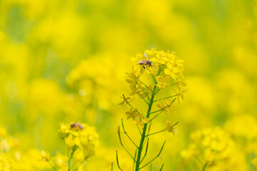 Obraz premium 菜の花に留まるミツバチ