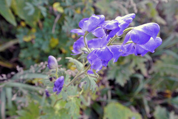 トリカブトの花