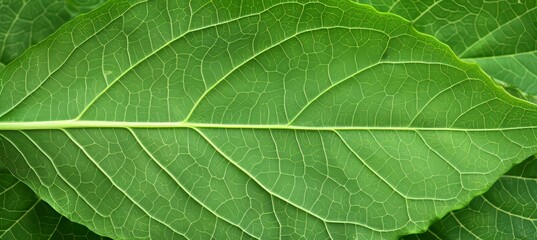 Detailed green leaf skeleton texture background in close up view for natural design elements