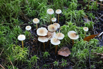 Ochre Aldercap, Naucoria escharioides, also called Alnicola escharioides, wild mushroom from Finland