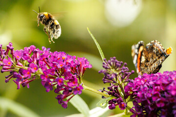 bee and butterfly on flower