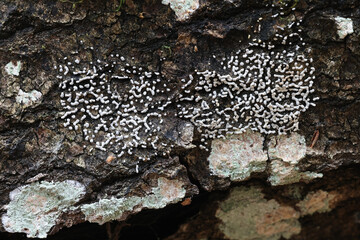 Physarum straminipes, slime mold from Finland, no common English name