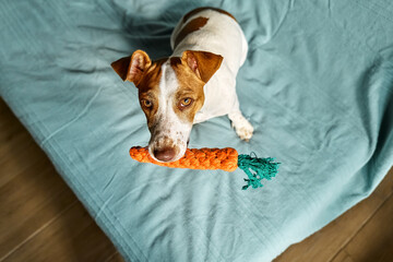 Jack Russell Terrier dog holding carrot toy in his mouth and inviting its owner to play with him. Funny little white and brown dog playing with dog's toy. - obrazy, fototapety, plakaty