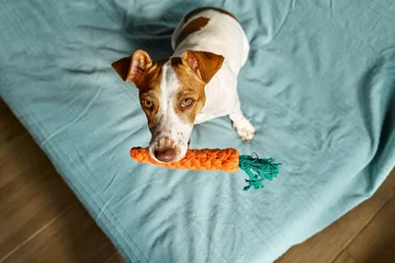 Fotobehang Jack Russell Terrier dog holding carrot toy in his mouth and inviting its owner to play with him. Funny little white and brown dog playing with dog's toy. © Caterina Trimarchi