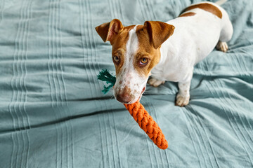Jack Russell Terrier dog holding carrot toy in his mouth and inviting its owner to play with him....