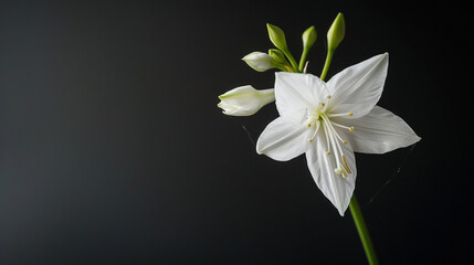 White flower close up on the dark background. 