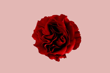 Spray carnations in red, background pink, top view