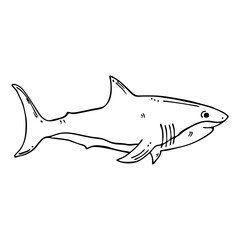 Vector illustration of a wild shark drawing in doodle style.