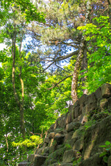 Fototapeta premium Summer. Wall, forest, birch, pine