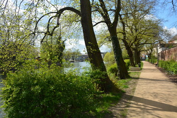 Kastanienbaum am Ufer der Havel
