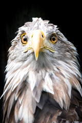 Majestic Bald Eagle - A Close-up Portrait