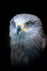 ntense Gaze of a Grey Feathered Raptor
