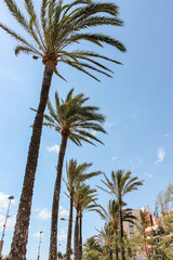 Fototapeta premium Palm trees on the background of a blue sunny sky