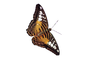 un papillon coloré détouré