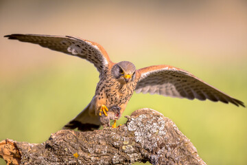 Common Kestrel Perched Eating Mouse