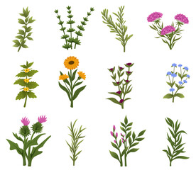 Herbs and Wild Flowers. Botany. Medicinal plants and herbs hand drawing. Vector illustration in the style of engravings