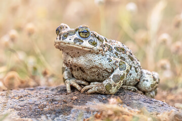Green toad sitting on stone in Grass
