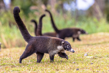 Group of white nosed coati foraging