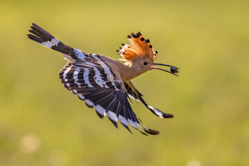 Two Eurasian hoopoe perched on branch with crest