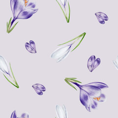 Fototapeta na wymiar Watercolor seamless pattern with purple and white blooming crocus flower isolated on background. Spring and easter botanical hand painted saffron illustration. For designers, wedding, decoration,