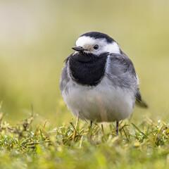 White wagtail on green grass background