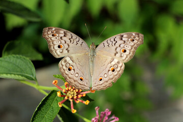 Papillon aux ailes beiges et petites tâches
