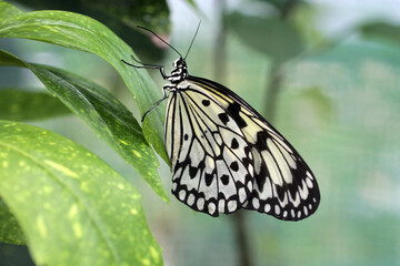 Un papillon sur une feuille