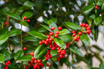 ヤバネヒイラギモチ